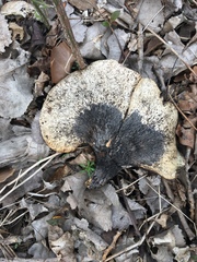 Cerioporus squamosus