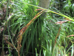 Carex lancea
