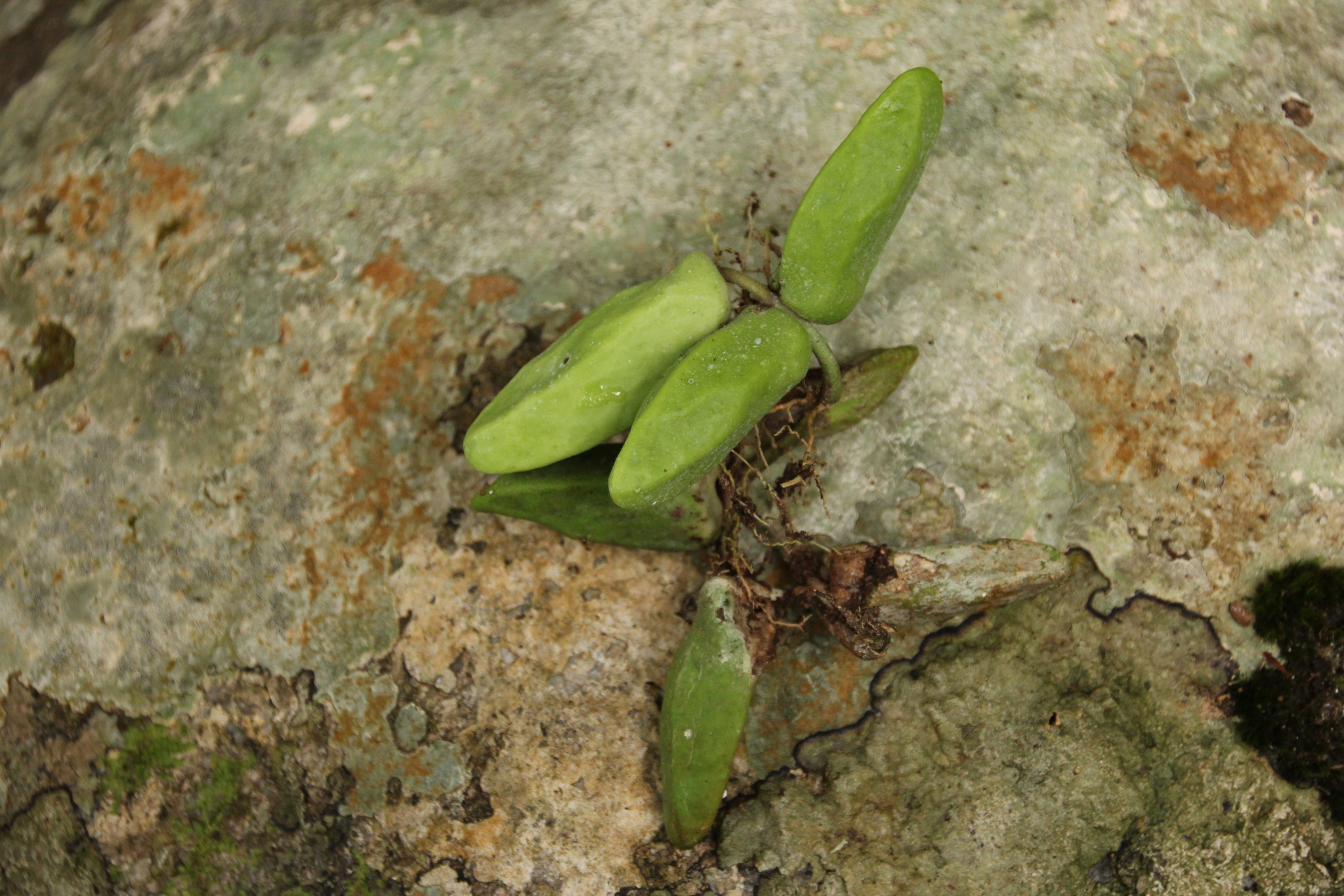 Dischidia major — ảnh 3