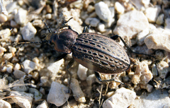 Carabus maeander