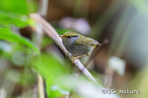 Grey-bellied Tesia (Tesia cyaniventer), photo 3