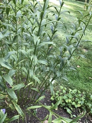 Veronicastrum virginicum