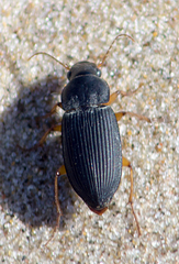 Harpalus herbivagus