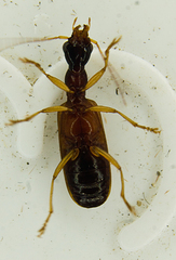 Leptotrachelus dorsalis