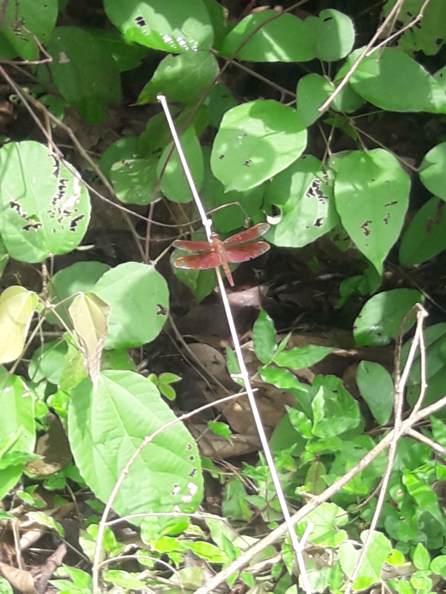 Fulvous Forest Skimmer
