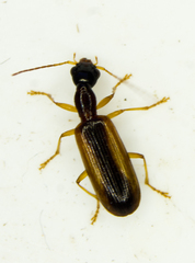 Leptotrachelus dorsalis