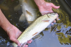 Moxostoma erythrurum