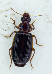 Plochionus timidus
