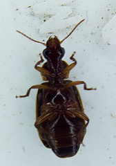 Plochionus timidus