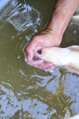 Moxostoma erythrurum