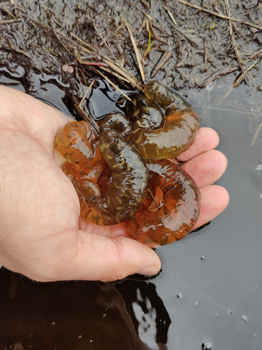 Three-toed Salamander