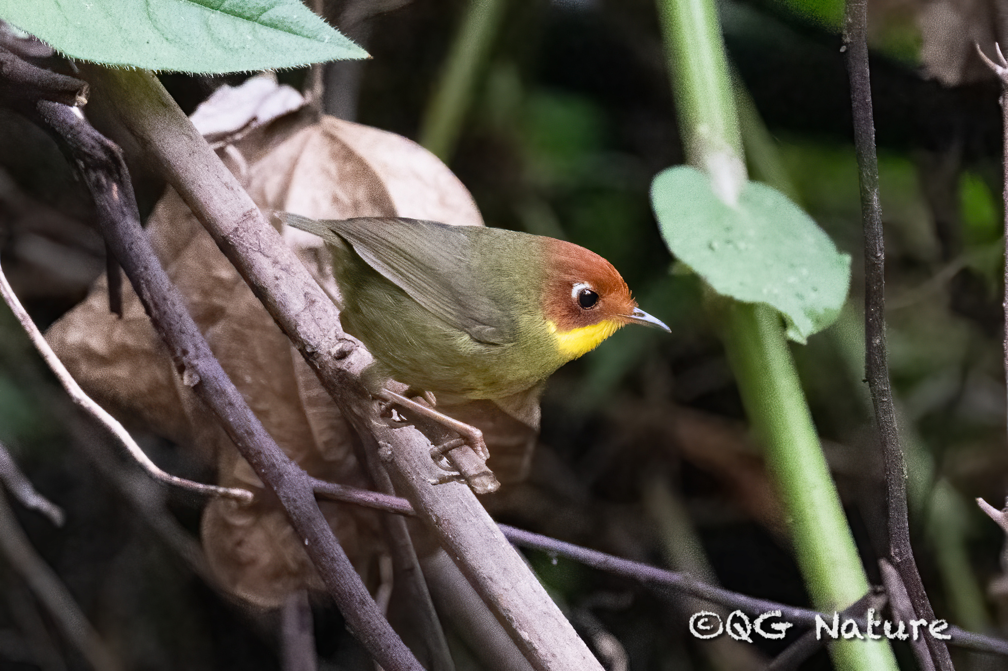 Chestnut-headed Tesia