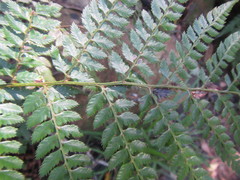 Polystichum pungens