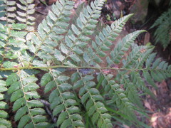 Polystichum pungens