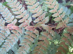 Polystichum pungens