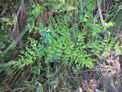 Pellaea pteroides