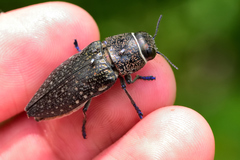 Lampetis auropunctata