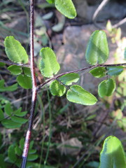 Pellaea pteroides