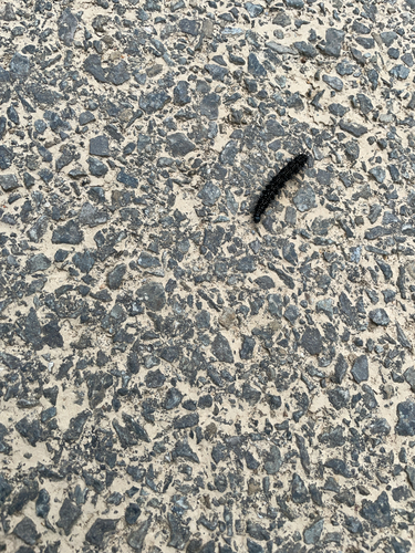 Aglais io