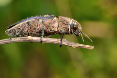 Lampetis auropunctata