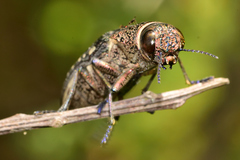 Lampetis auropunctata