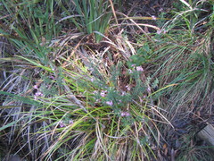 Indigofera filiformis