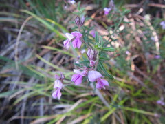 Indigofera filiformis