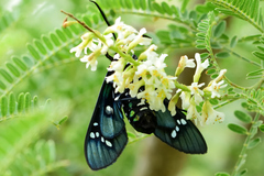 Chrysocale principalis