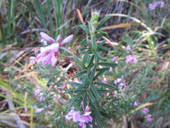 Indigofera filiformis