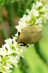 Hologymnetis cinerea