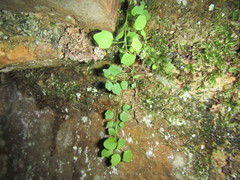 Wimmerella pygmaea
