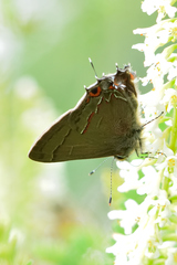 Electrostrymon guzanta