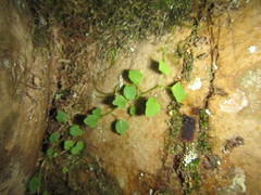 Wimmerella pygmaea