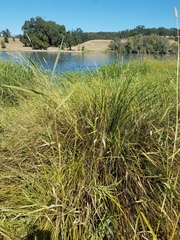 Carex nudata