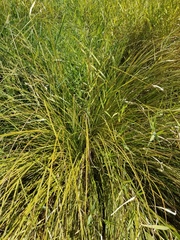 Carex nudata