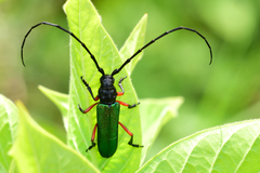 Deltaspis rubriventris