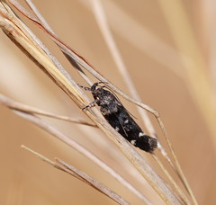 Macrobathra diplochrysa