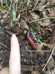 Insecta