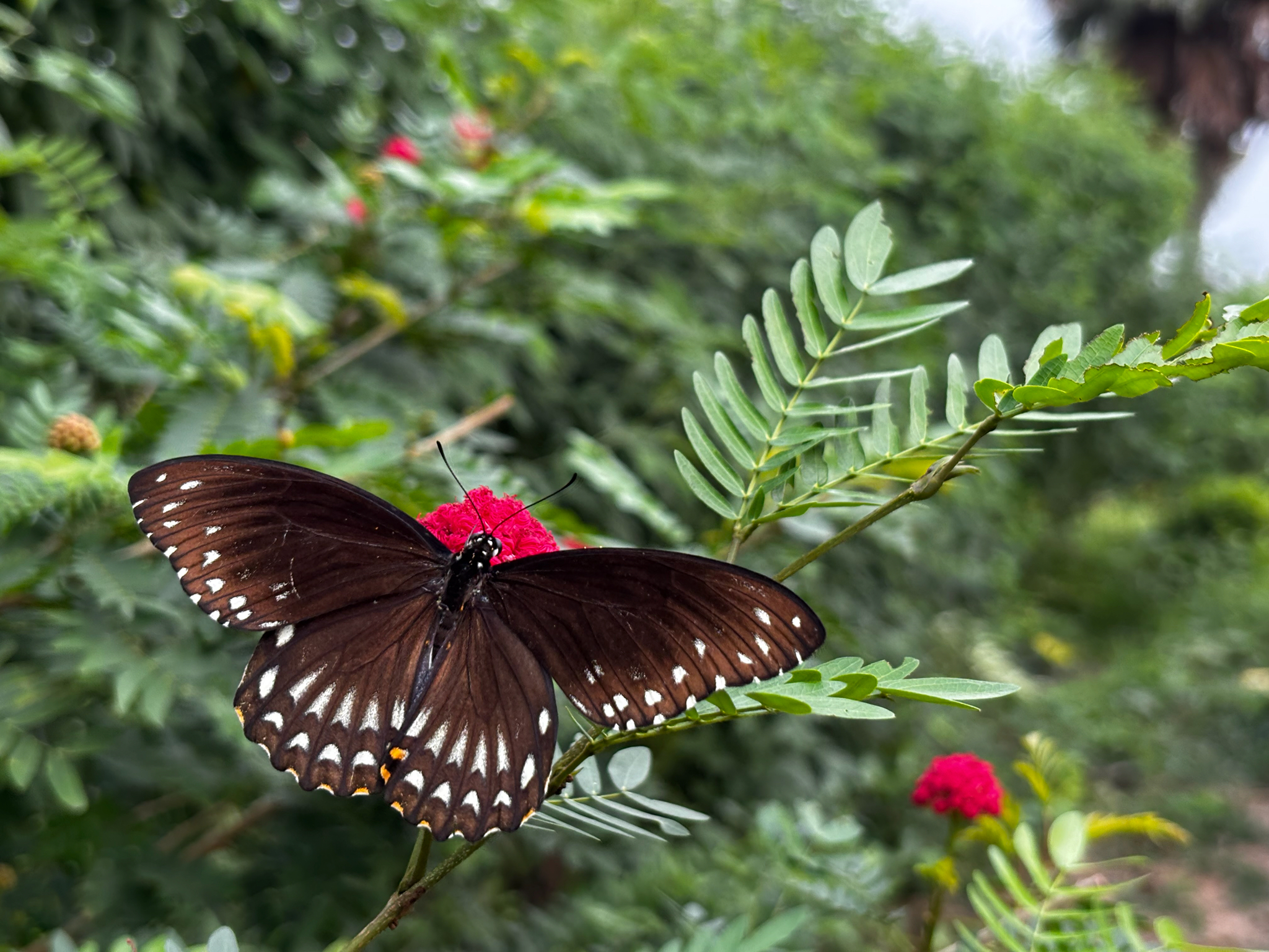 Common Mime