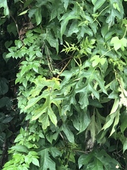 Bocconia frutescens