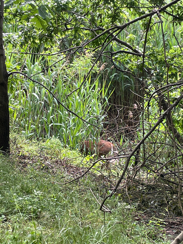 iNaturalist observation 2025-05-29