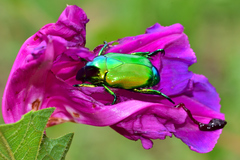 Calomacraspis splendens