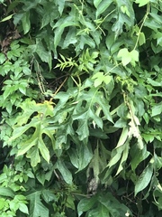 Bocconia frutescens