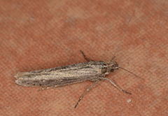 Ypsolopha