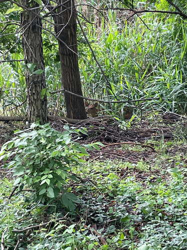 iNaturalist observation 2025-05-29