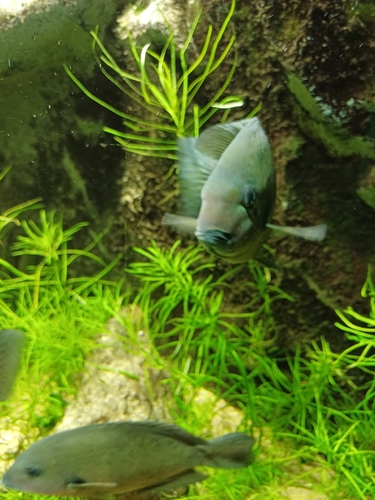 Damba (Paretroplus damii) — Cichlidae — 4