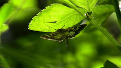 Uresiphita quinquigera
