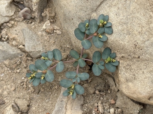 Terlingua Sandmat (Euphorbia theriaca)