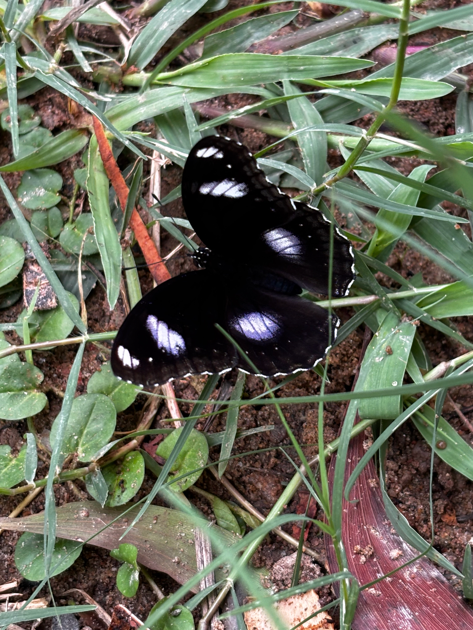 Great Eggfly