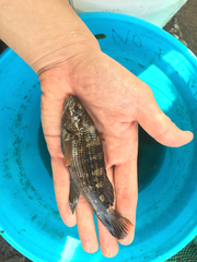 Centropristis striata